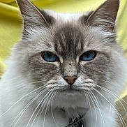 Zoé a rejoint le concours — aidez-le/la à gagner de superbes lots ! abyssinian, angora, animal, cat, kitten, manx, pet, siamese, snout
