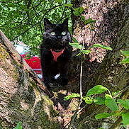Bella is registered to the contest to win money with this photo: black_cat, cat, tree, green_leaves, outdoor, nature, sunlight, pink_harness, animal, pet, branch, fur, whiskers, eyes, moss, bark, daylight, close_up, mammal, wildlife