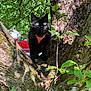 black_cat, cat, tree, green_leaves, outdoor, nature, sunlight, pink_harness, animal, pet, branch, fur, whiskers, eyes, moss, bark, daylight, close_up, mammal, wildlife