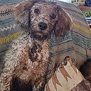 Joliet joined the competition — help win amazing prizes! animal, blanket, brown, closeup, cozy, curly_hair, curtain, dog, flowers, furniture, indoor, looking, patterned_textile, pet, pillow, plant, portrait, sitting, wet_fur, window