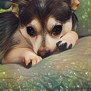 Coco is registered to the contest to win money with this photo: dog, pet, cushion, resting, indoors, closeup, animal, sleepy, fur, ears, paw, face, cozy, soft_light, home, comfort, cute, relaxed, portrait, domestic