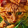Little Sir Lucifer is registered to the contest to win money with this photo: animal, cat, close_up, closeup, curious, daylight, ears, eyes, feline, fur, ginger_cat, grass, green, lying_down, nature, nose, outdoor, pet, portrait, whiskers