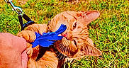Little Sir Lucifer is registered to the contest to win money with this photo: animal, biting, cat, close_up, cute, daylight, feline, fun, grass, greenery, human_hand, leash, nature, orange_tabby, outdoor, pet, play, playful, sunny, toy