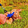 animal, biting, cat, close_up, cute, daylight, feline, fun, grass, greenery, human_hand, leash, nature, orange_tabby, outdoor, pet, play, playful, sunny, toy