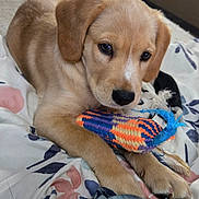 Toby joined the competition — help win amazing prizes! animal, blanket, canine, close_up, comfort, cute, dog, domestic, ears, floral_pattern, fur, indoor, laying_down, paw, pet, playful, puppy, resting, toy, young