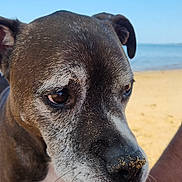 Apollo joined the competition — help win amazing prizes! animal, beach, brown_dog, canine, close_up, curious, daytime, dog, nature, outdoor, pet, portrait, relaxation, sand, snout, summer, sunny, umbrella, vacation, water