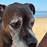animal, beach, brown_dog, canine, close_up, curious, daytime, dog, nature, outdoor, pet, portrait, relaxation, sand, snout, summer, sunny, umbrella, vacation, water