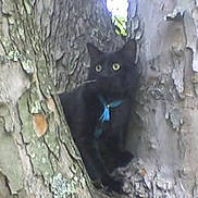 Onyx joined the competition — help win amazing prizes! black_cat, cat, animal, pet, tree, tree_trunk, bark, forest, outdoors, nature, wildlife, blue_collar, yellow_eyes, feline, sitting, standing, camouflage, woodland, portrait, close_up