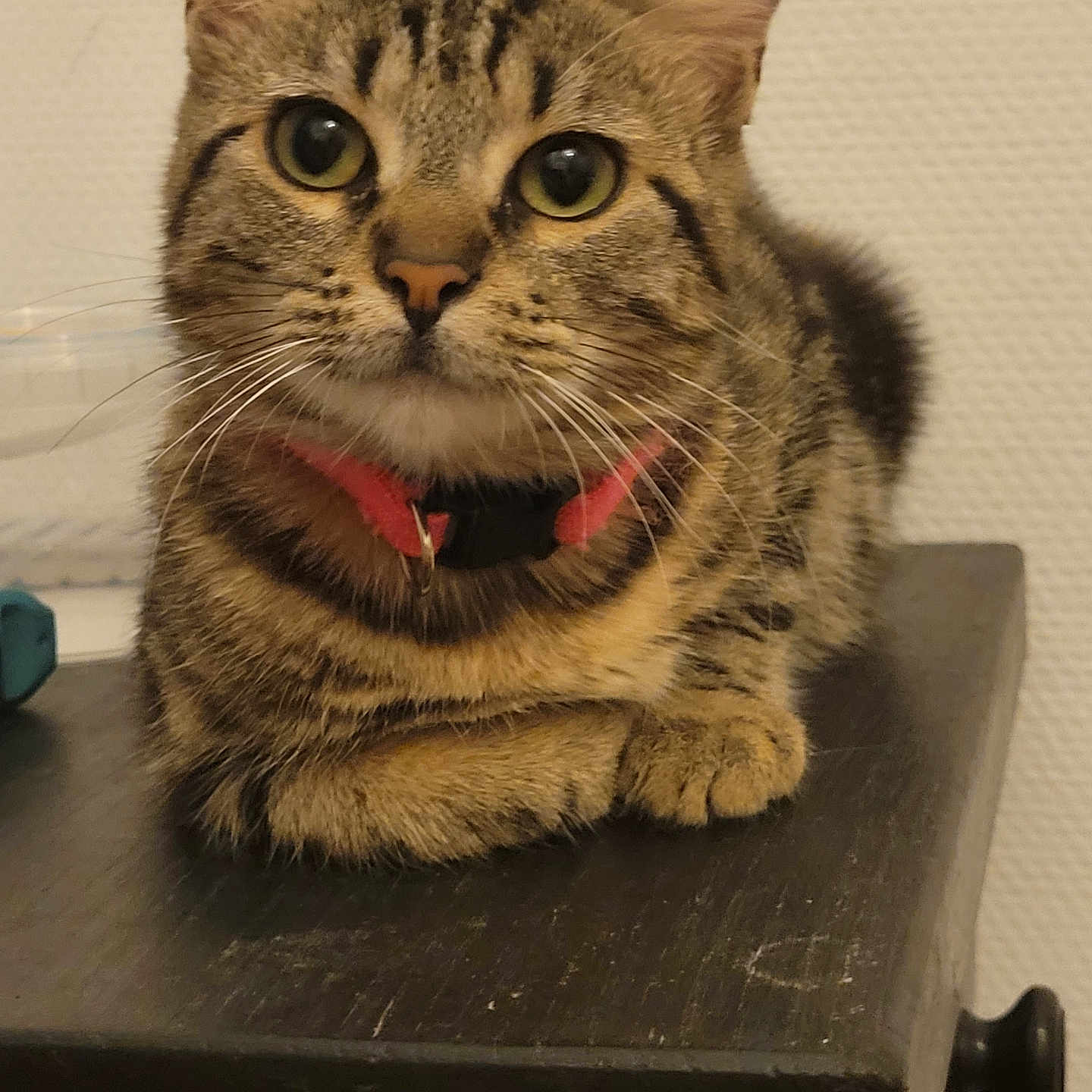 Tina a rejoint le concours — aidez-le/la à gagner de superbes lots ! animal, cat, close_up, collar, curious_eyes, cute, domestic_cat, ears, feline, fur, indoor, mammal, pet, portrait, relaxed, resting, small_animal, tabby, whiskers, wooden_surface
