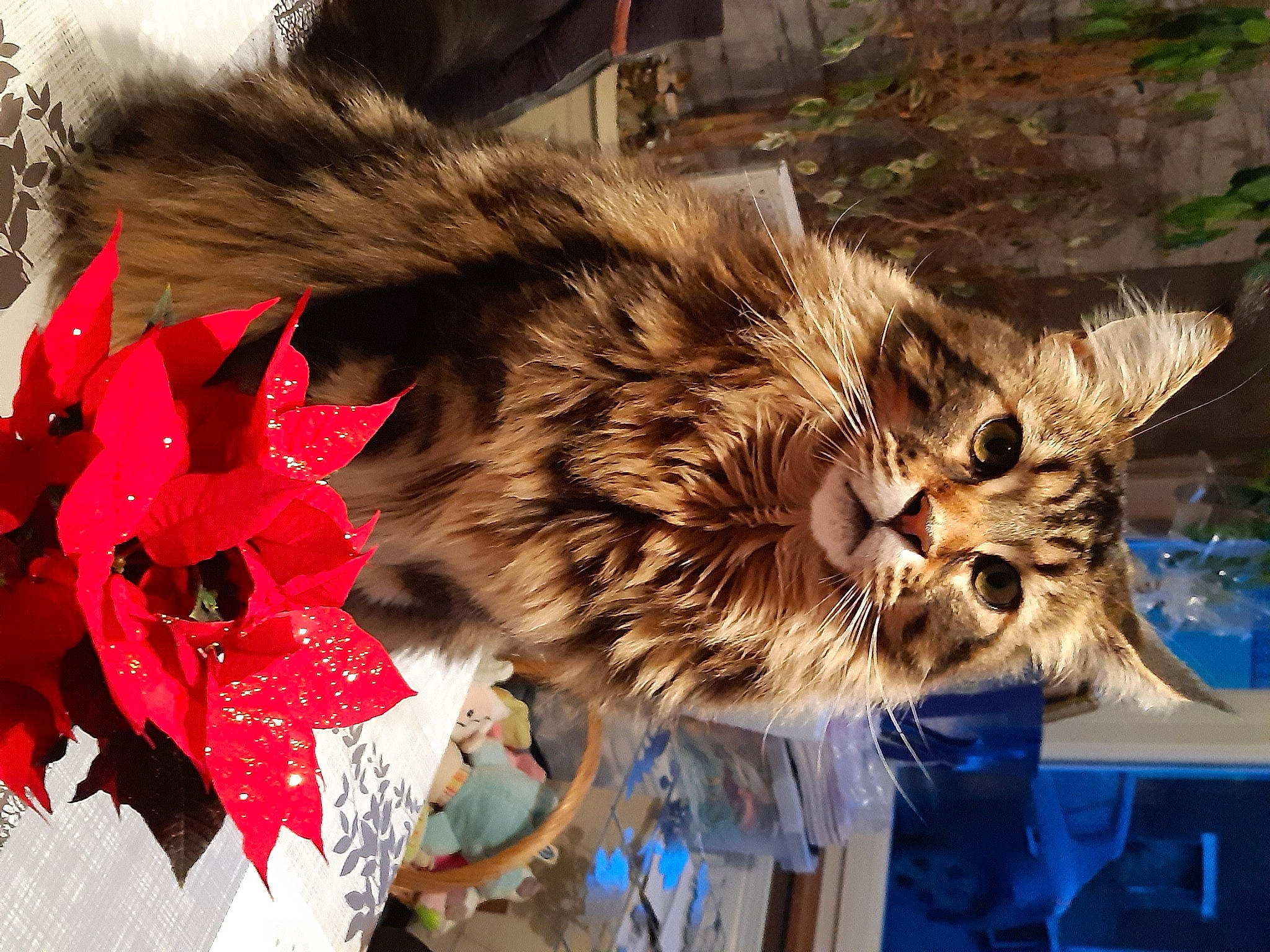 Natsou a rejoint le concours — aidez-le/la à gagner de superbes lots ! carnivore, cat, domestic_long_haired_cat, european_shorthair, felidae, fur, kitten, maine_coon, norwegian_forest_cat, pixie_bob, siberian, small_to_medium_sized_cats, tabby_cat, toyger, whiskers, wild_cat