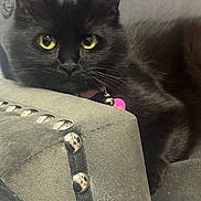 Kitty Whiskers joined the competition — help win amazing prizes! black_cat, yellow_eyes, close_up, indoor, cushion, studs, collar, bell, pet, feline, curious, resting, fur, whiskers, animal, domestic_cat, portrait, soft_texture, grey, household