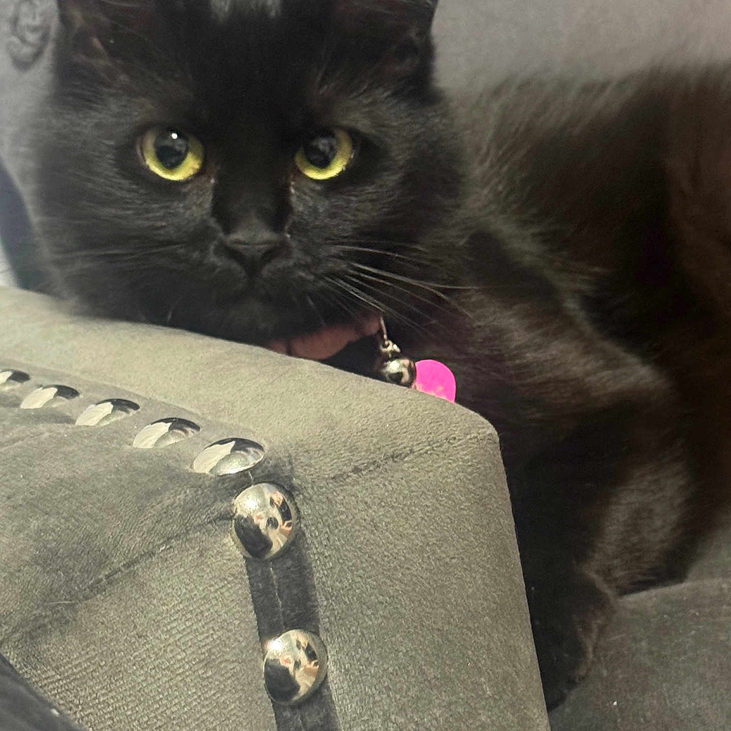 Kitty Whiskers joined the competition — help win amazing prizes! animal, bell, black_cat, close_up, collar, curious, cushion, domestic_cat, feline, fur, grey, household, indoor, pet, portrait, resting, soft_texture, studs, whiskers, yellow_eyes