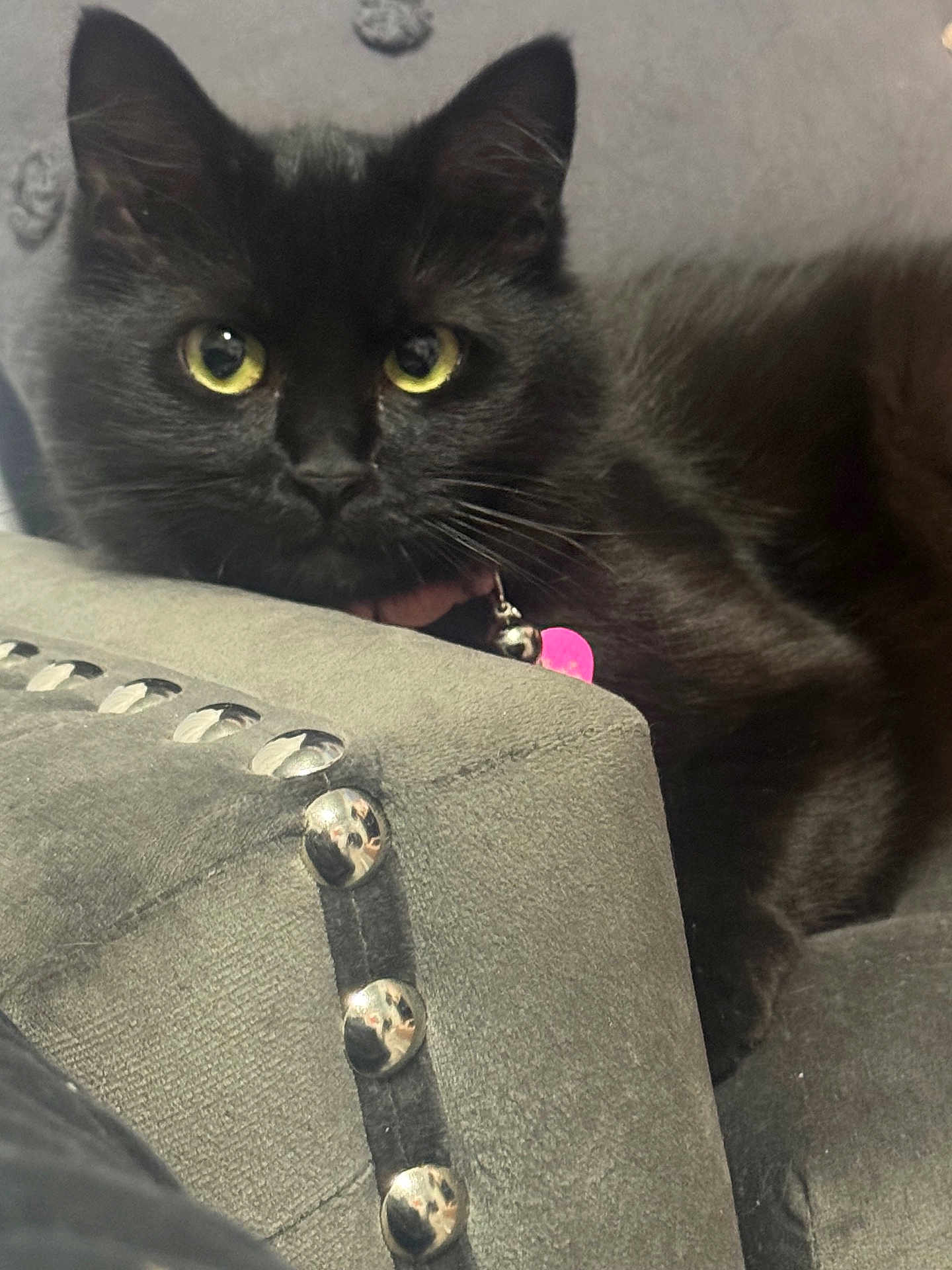 Kitty Whiskers joined the competition — help win amazing prizes! black_cat, yellow_eyes, close_up, indoor, cushion, studs, collar, bell, pet, feline, curious, resting, fur, whiskers, animal, domestic_cat, portrait, soft_texture, grey, household