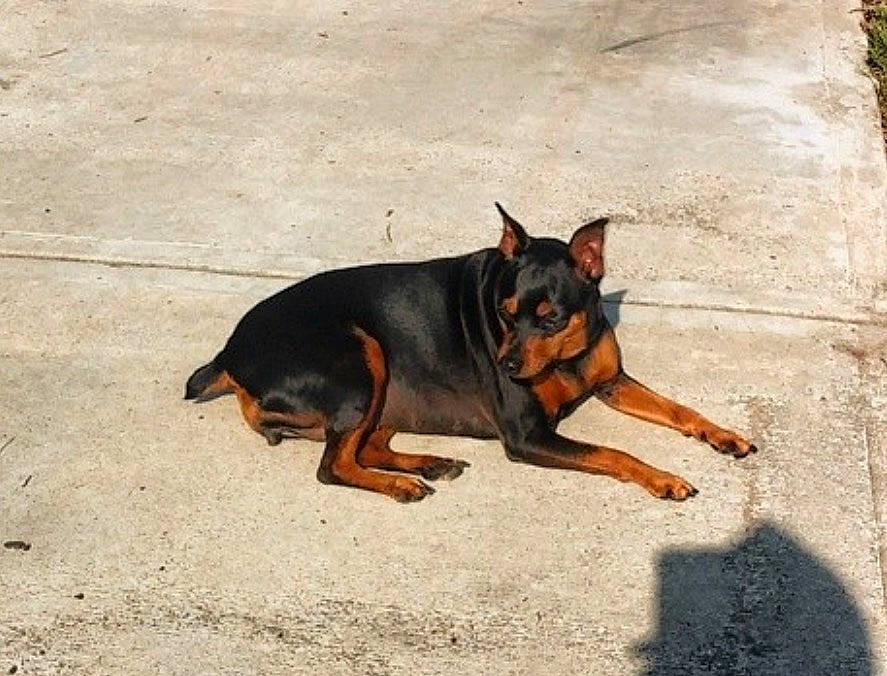 Karma joined the competition — help win amazing prizes! black_and_tan_terrier, canidae, carnivore, dobermann, dog, dog_breed, english_toy_terrier, german_pinscher, guard_dog, mammal, manchester_terrier, miniature_pinscher, pinscher, prazsky_krysarik, snout, toy_dog, toy_manchester_terrier, vertebrate, working_dog