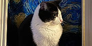 Monty is registered to the contest to win money with this photo: animal, art, background, black_and_white, cat, close_up, curious, decor, feline, framed, fur, indoor, light, painting, pet, portrait, sitting, starry_night, van_gogh_style, whiskers
