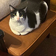 Monty is registered to the contest to win money with this photo: alert, animal, black_and_white, cat, chair, cozy, cushion, cute, domestic, feline, fur, household, indoor, loaf_position, looking_at_camera, pet, relaxed, seated, tabby, whiskers