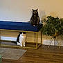 Monty is registered to the contest to win money with this photo: animal, bench, black_cat, blue_cushion, cat, domestic_cat, flooring, furniture, green_plant, home, indoor, indoor_plant, pet, plant, relaxing, sitting, two_cats, wall, white_cat, wooden_floor