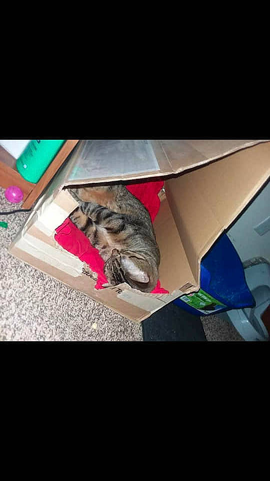 Tobias is registered to the contest to win money with this photo: bengal, carnivore, cat, felidae, kitten, small_to_medium_sized_cats, tabby_cat, whiskers