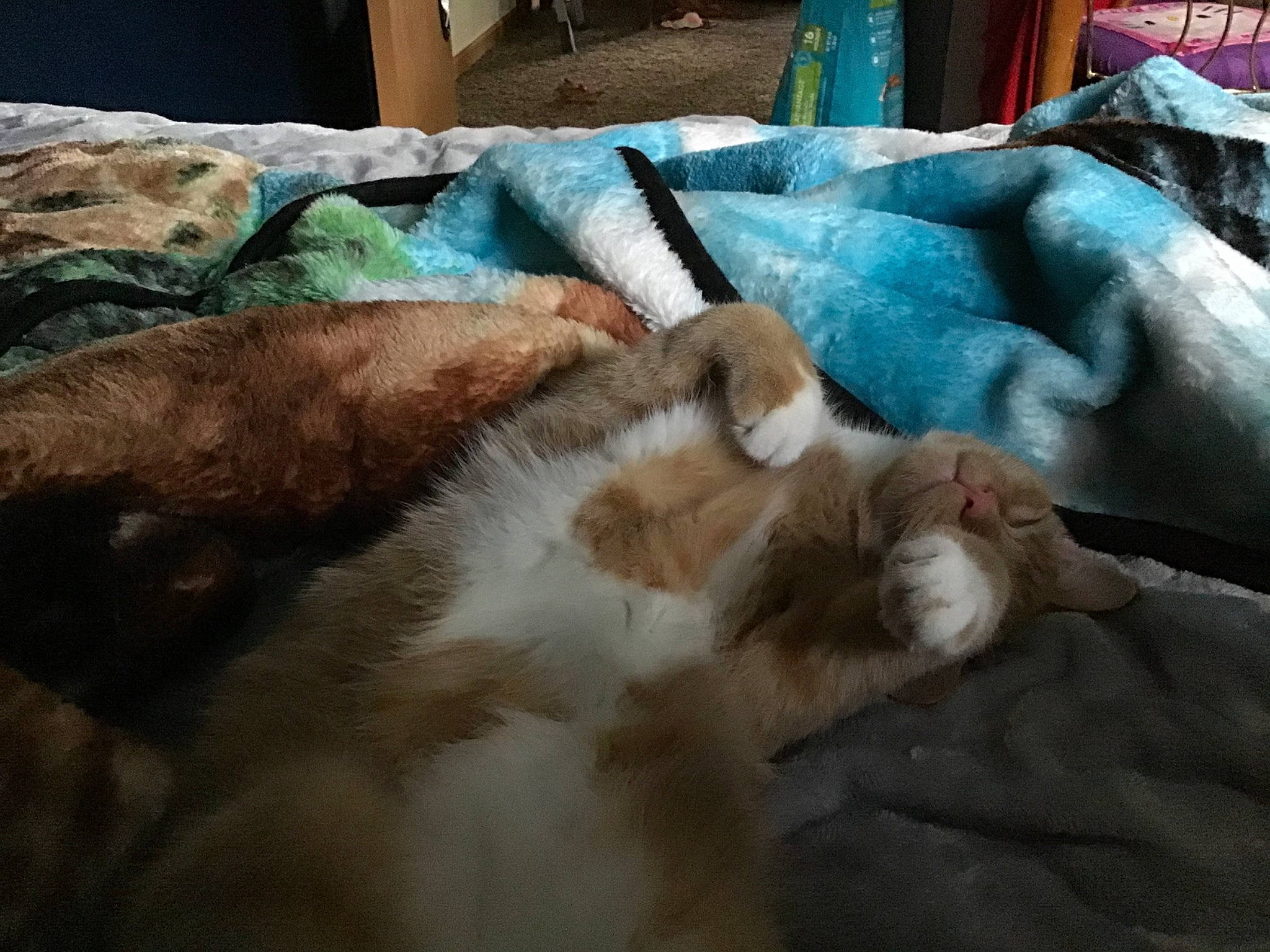 Cyber Pesky is registered to the contest to win money with this photo: carnivore, cat, companion_dog, fawn, felidae, fur, nap, sleep, small_to_medium_sized_cats, whiskers