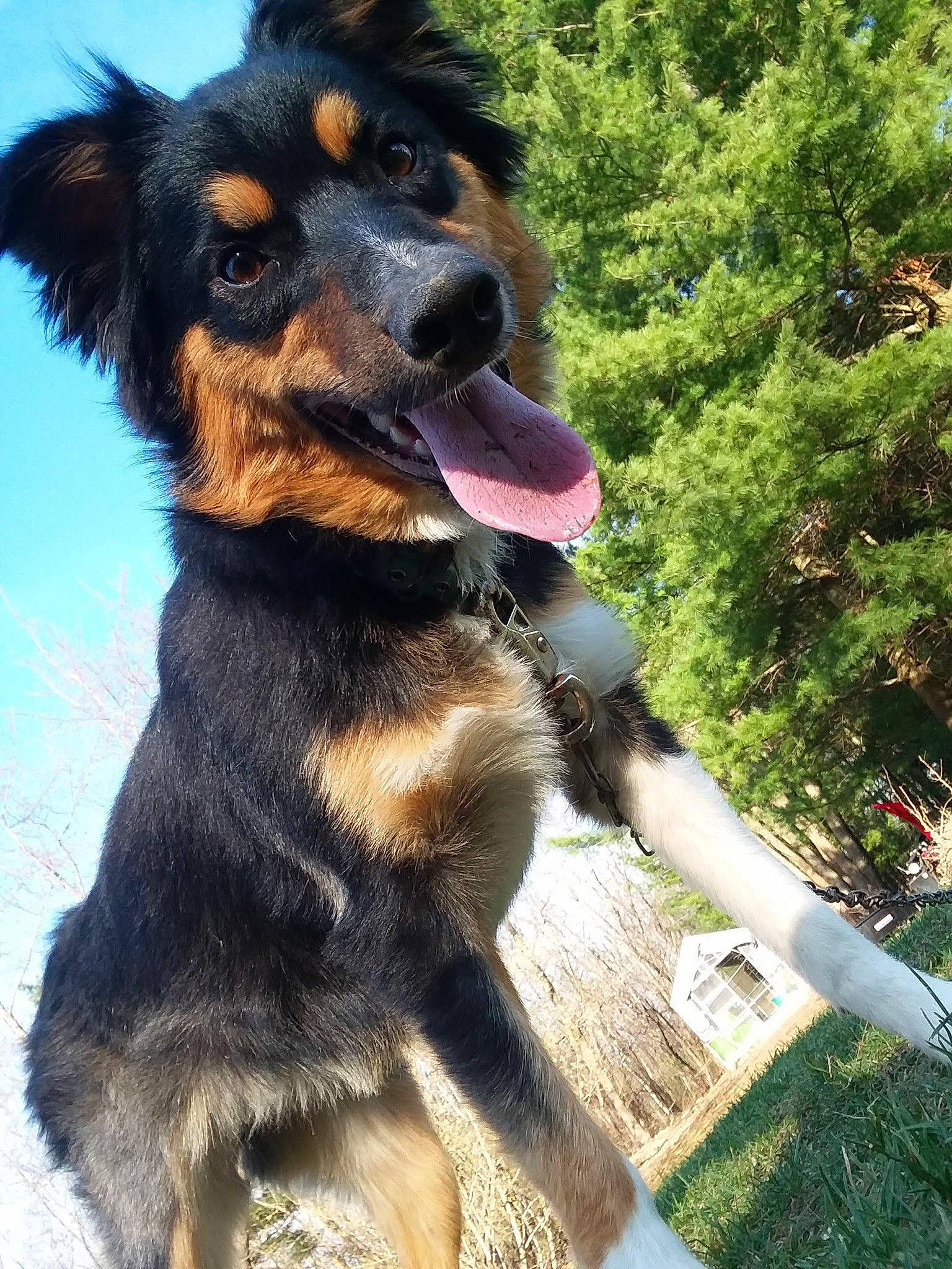 Dakota is registered to the contest to win money with this photo: canidae, carnivore, companion_dog, dog, dog_breed, english_shepherd, hovawart, huntaway, mammal, rare_breed_dog, snout, sporting_group, vertebrate, working_dog