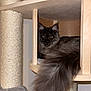 abyssinian, angora, animal, blackcat, bookcase, box, cabinet, cat, closet, crate, cupboard, drawer, furniture, hardwood, kitten, manx, pet, plywood, shelf, wood