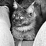abyssinian, accessories, angora, animal, armchair, cat, chair, clothing, couch, cushion, footwear, furniture, homedecor, kitten, manx, pants, pet, shoe, siamese, strap
