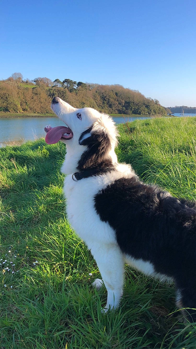 Moonlight participe au concours pour gagner de l'argent avec cette photo : border_collie, canidae, carnivore, dog, dog_breed, english_shepherd, grass, mammal, sporting_group, tornjak, vertebrate