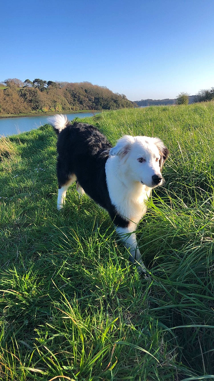 Moonlight participe au concours pour gagner de l'argent avec cette photo : australian_shepherd, border_collie, canidae, carnivore, companion_dog, dog, dog_breed, english_shepherd, grass, herding_dog, mammal, old_english_sheepdog, vertebrate, welsh_sheepdog, working_dog