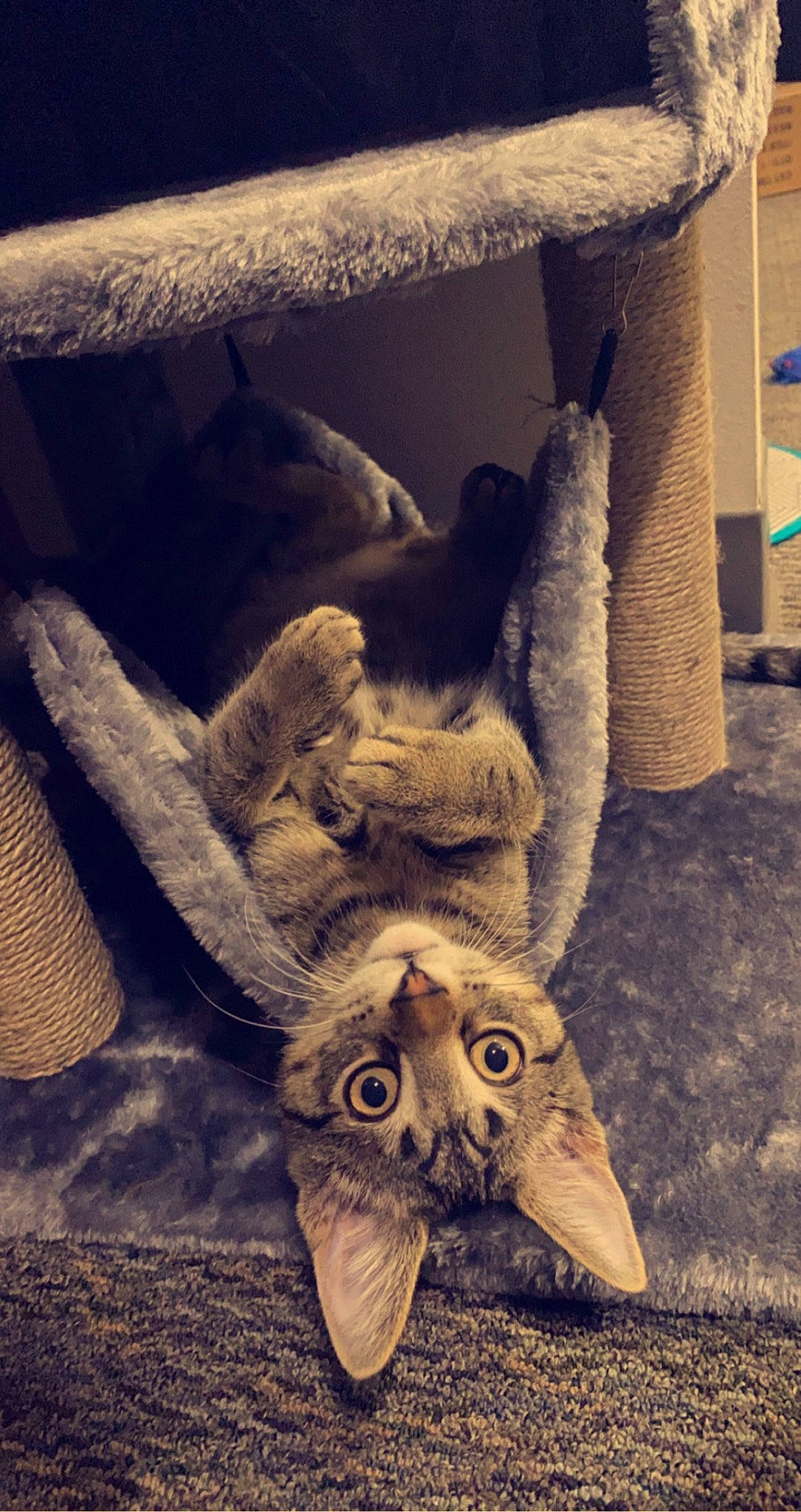 Astro joined the competition — help win amazing prizes! art, carnivore, cat, comfort, domestic_short_haired_cat, fawn, felidae, fur, grey, paw, shadow, small_to_medium_sized_cats, still_life_photography, tail, terrestrial_animal, tints_and_shades, trunk, whiskers, wildlife, wood