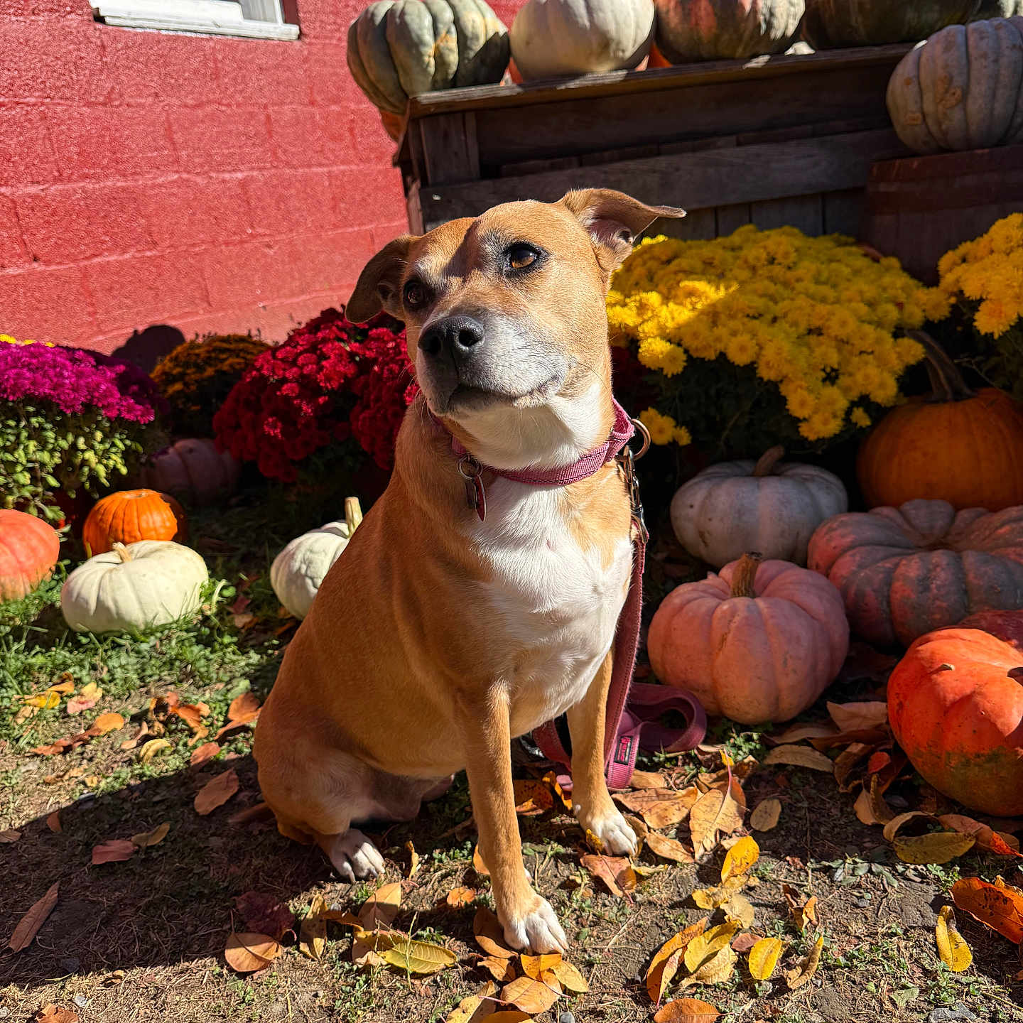 Teddy is registered to the contest to win money with this photo: autumn, collar, dog, fall, flowers, garden, grass, leaf, nature, orange_pumpkin, outdoor, pet, pumpkin, purple_flowers, red_wall, seasonal, sitting, sunlight, white_pumpkin, yellow_flowers