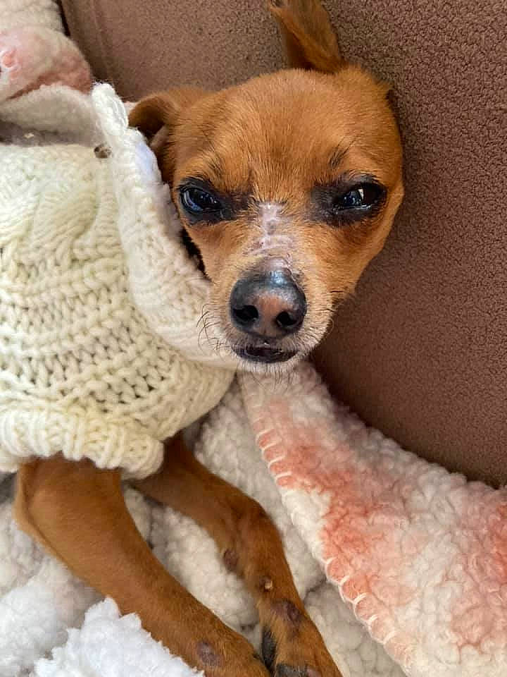 Loki joined the competition — help win amazing prizes! canidae, carnivore, chair, comfort, companion_dog, dog, dog_breed, dog_clothes, dog_supply, fawn, fur, paw, snout, sporting_group, terrier, toy_dog, whiskers, woolen, working_animal, woven_fabric