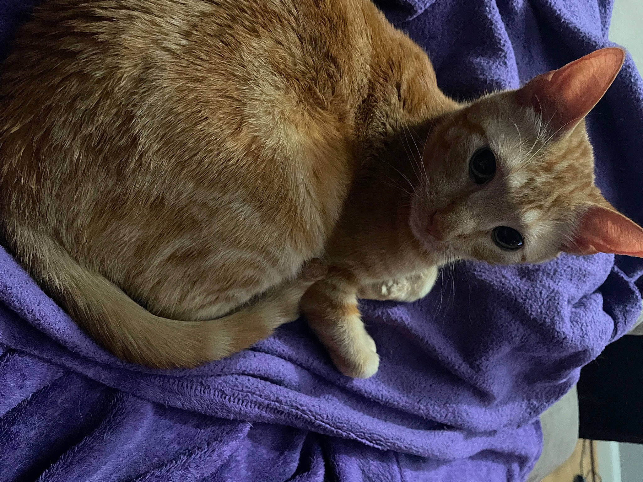 Cozmo is registered to the contest to win money with this photo: carnivore, cat, claw, comfort, domestic_short_haired_cat, fawn, felidae, fur, nap, paw, small_to_medium_sized_cats, snout, tail, terrestrial_animal, whiskers