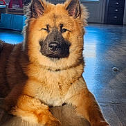 Appy a rejoint le concours — aidez-le/la à gagner de superbes lots ! dog, winking, fluffy, indoors, wooden_floor, sunlight, window, plant, cozy, pet, canine, fur, resting, playful, shadow, natural_light, domestic, animal, cute, relaxed