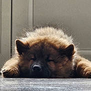 Appy a rejoint le concours — aidez-le/la à gagner de superbes lots ! animal, calm, canine, companion, cute, dog, domestic_animal, door, floor, fluffy, fur, indoors, laying, mammal, paws, pet, quiet, relaxed, resting, sleeping