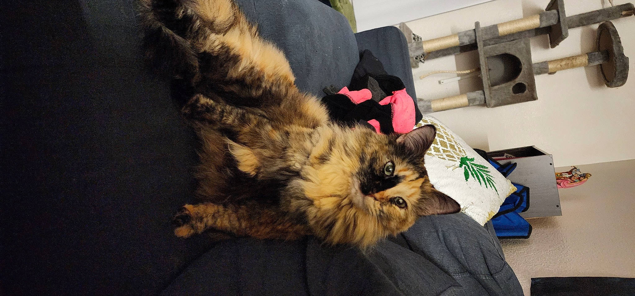 Cruella joined the competition — help win amazing prizes! bag, baggage, canidae, carnivore, cat, claw, comfort, companion_dog, dog_breed, domestic_short_haired_cat, fawn, felidae, fur, luggage_and_bags, nap, paw, small_to_medium_sized_cats, snout, tail, whiskers