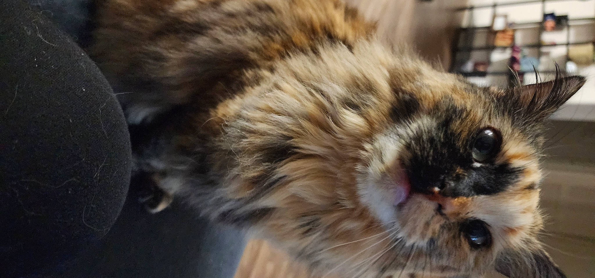 Cruella joined the competition — help win amazing prizes! carnivore, cat, claw, domestic_short_haired_cat, fawn, felidae, flooring, fur, macro_photography, paw, small_to_medium_sized_cats, snout, terrestrial_animal, whiskers, wildlife