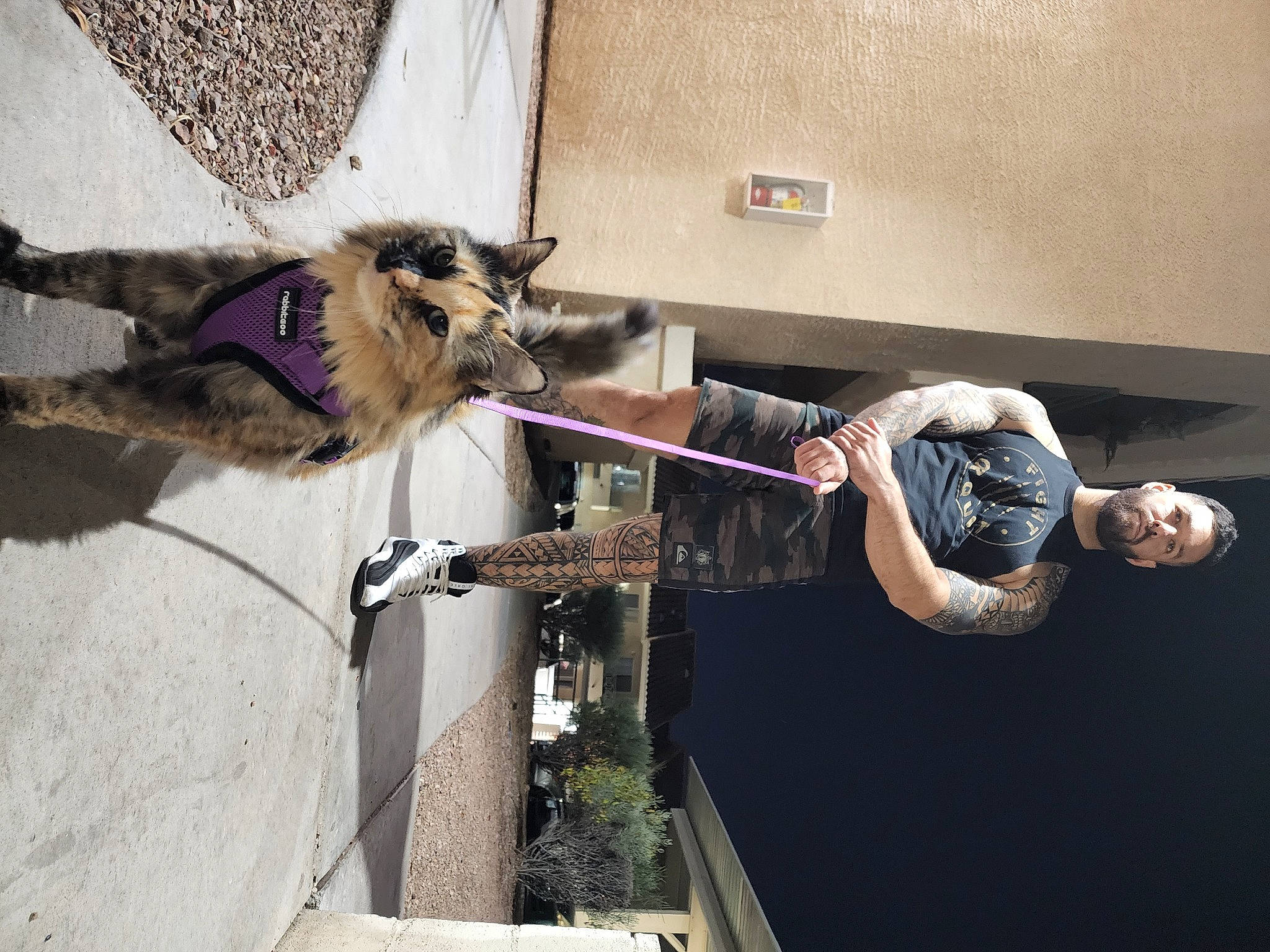 Cruella joined the competition — help win amazing prizes! collar, concrete, fawn, fur, plant, working_animal