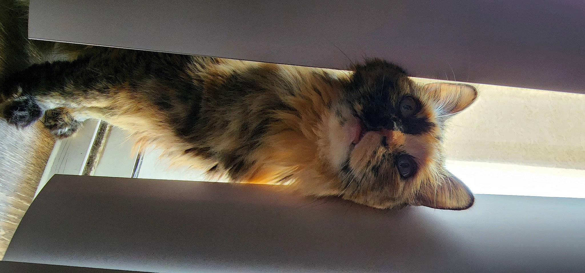 Cruella joined the competition — help win amazing prizes! carnivore, cat, claw, comfort, domestic_short_haired_cat, eye, fawn, felidae, flooring, foot, fur, hardwood, nap, paw, small_to_medium_sized_cats, snout, tail, terrestrial_animal, whiskers, wood