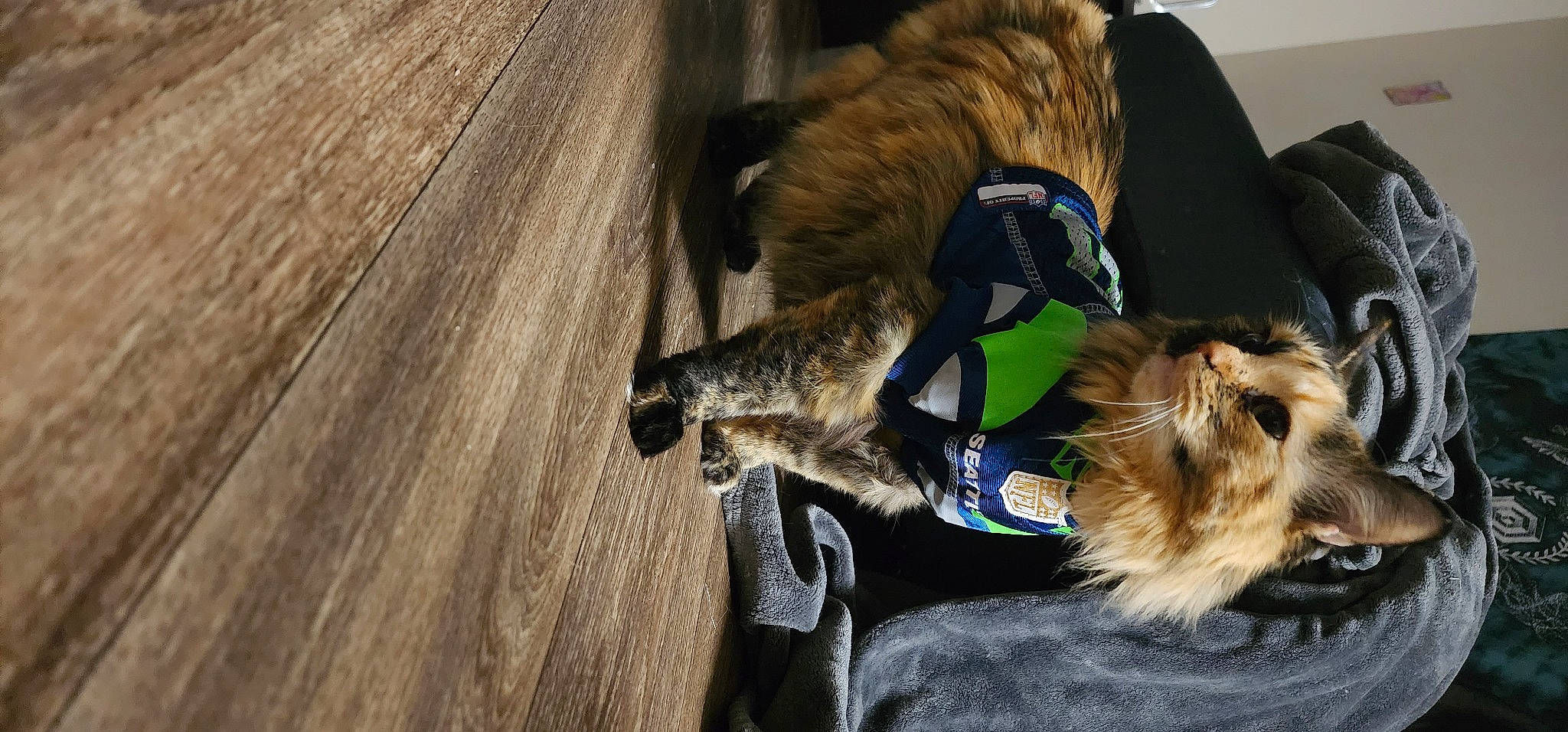 Cruella joined the competition — help win amazing prizes! canidae, carnivore, collar, companion_dog, dog, dog_breed, dog_clothes, dog_collar, dog_supply, fawn, fur, hardwood, leash, natural_material, pet_supply, plank, snout, sporting_group, wood, working_animal