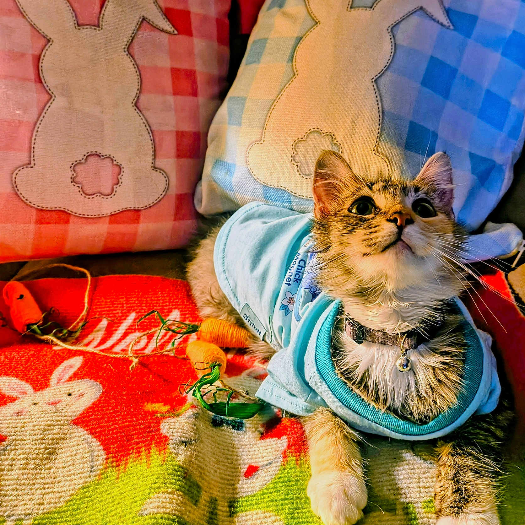 Miss Munchkin is registered to the contest to win money with this photo: blanket, bunny_pattern, bunny_pillow, carrot_toy, cat, closeup, clothing, collar, colorful, cozy, ears, eyes, fabric_texture, indoor, kitten, pet, pillow, shirt, toy, whiskers