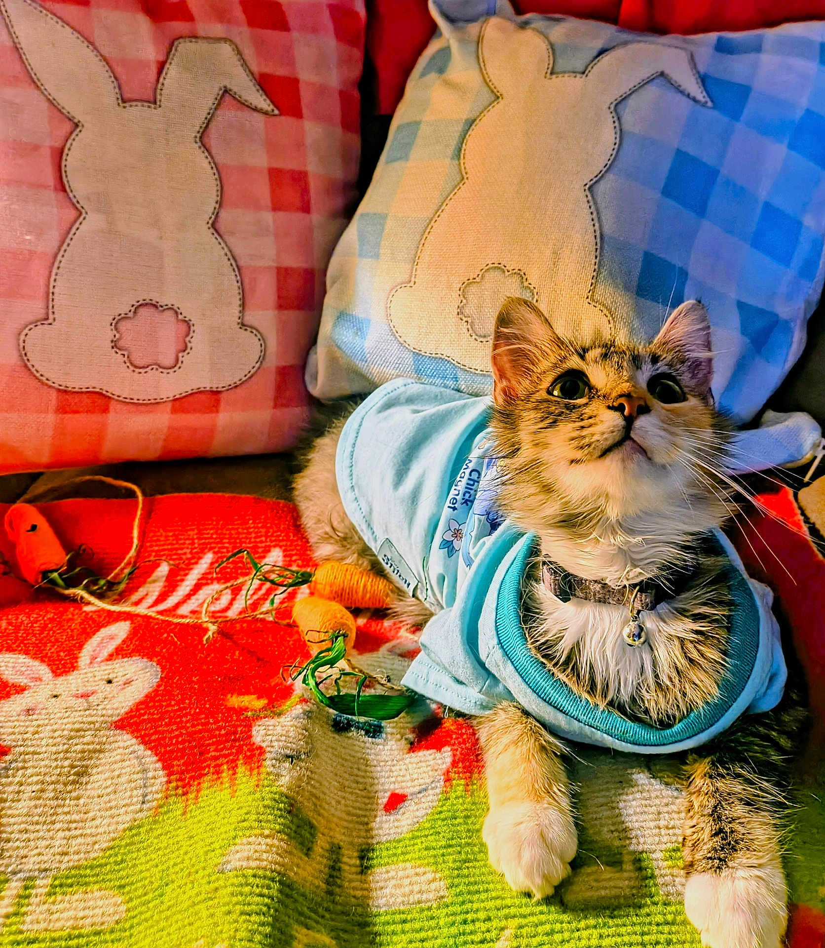 Miss Munchkin is registered to the contest to win money with this photo: cat, kitten, pet, collar, clothing, shirt, pillow, bunny_pillow, blanket, bunny_pattern, toy, carrot_toy, whiskers, ears, eyes, cozy, indoor, colorful, closeup, fabric_texture