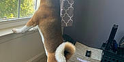 Kobe joined the competition — help win amazing prizes! dog, shiba_inu, window, curtain, carpet, pet_bed, remote_control, storage_crate, indoor, standing, looking_out, tail, ears, fur, home, room, light, shadow, animal, curious