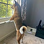 dog, shiba_inu, window, curtain, carpet, pet_bed, remote_control, storage_crate, indoor, standing, looking_out, tail, ears, fur, home, room, light, shadow, animal, curious
