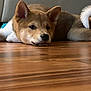 Kobe joined the competition — help win amazing prizes! puppy, dog, floor, wooden_floor, indoor, couch, toy, sleepy, pet, lying_down, brown, white, tail, ears, fur, young_dog, relaxed, animal, house, cozy