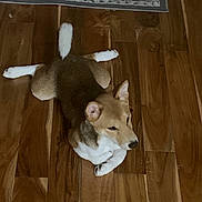 Kobe joined the competition — help win amazing prizes! dog, lying_down, wooden_floor, brown, white, pet, animal, indoor, flooring, relaxed, fur, paws, ears, canine, carpet, pattern, home, cute, resting, quiet
