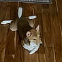 Kobe joined the competition — help win amazing prizes! dog, lying_down, wooden_floor, brown, white, pet, animal, indoor, flooring, relaxed, fur, paws, ears, canine, carpet, pattern, home, cute, resting, quiet