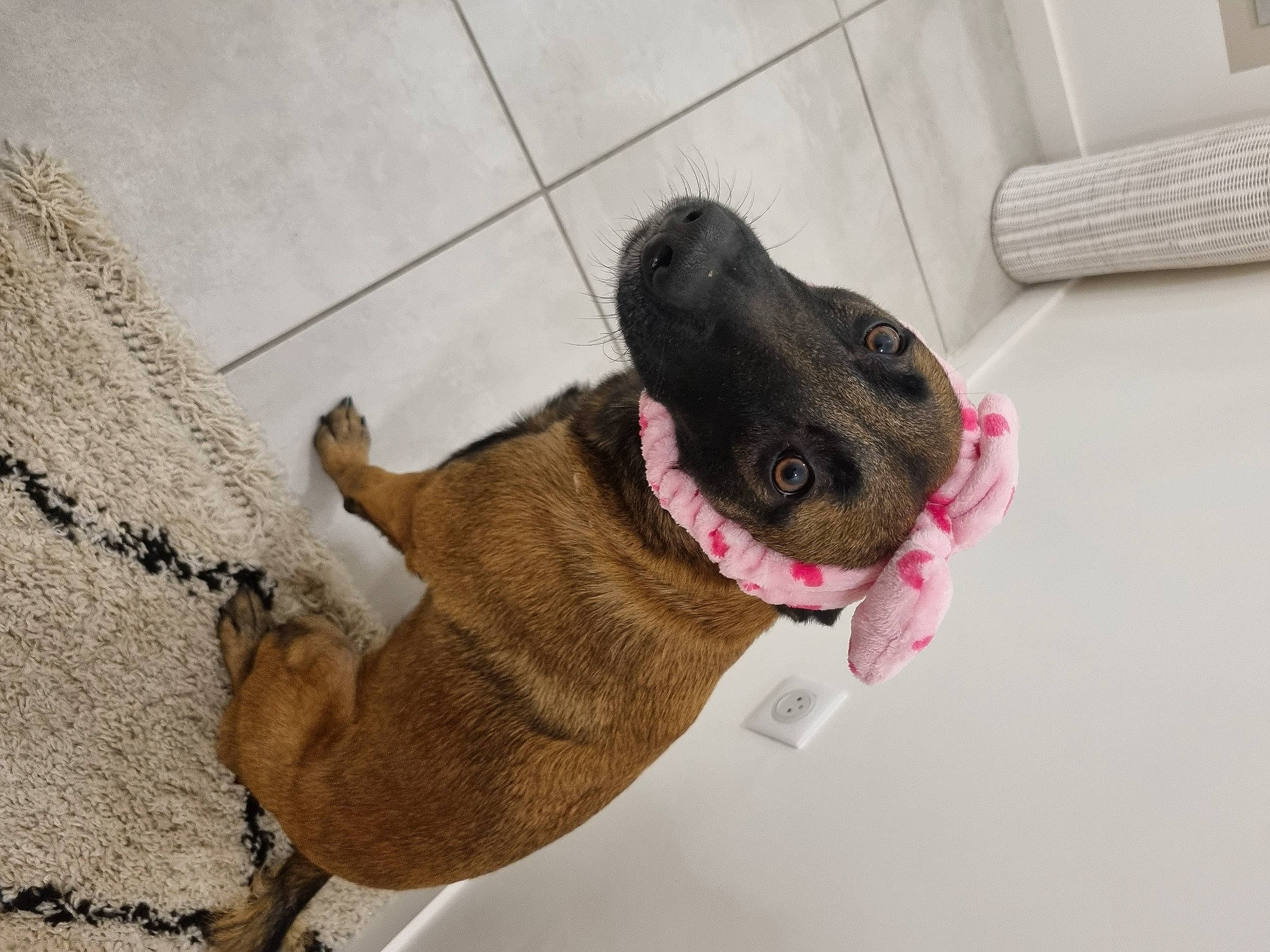 Maïka a rejoint le concours — aidez-le/la à gagner de superbes lots ! canidae, carnivore, collar, companion_dog, dog, dog_breed, dog_collar, dog_supply, fawn, fur, guard_dog, jaw, leash, liver, pet_supply, snout, sporting_group, tail, whiskers, working_animal