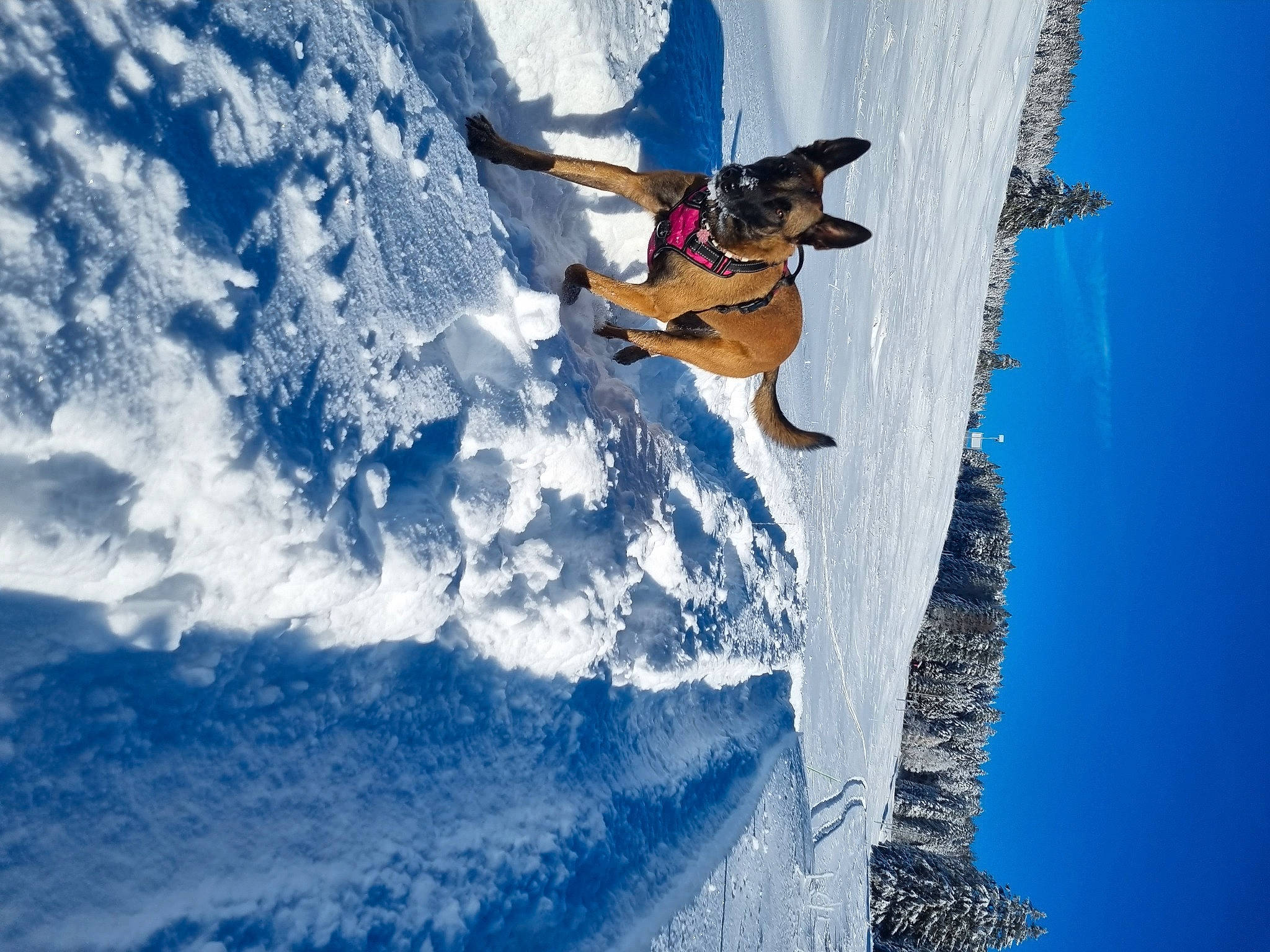 Maïka participe au concours pour gagner de l'argent avec cette photo : blue, carnivore, dog, dog_breed, extreme_sport, freezing, glacial_landform, ice_cap, leisure, mountain, recreation, sky, slope, snow, sports, tree, water, wind_wave, winter, winter_sport