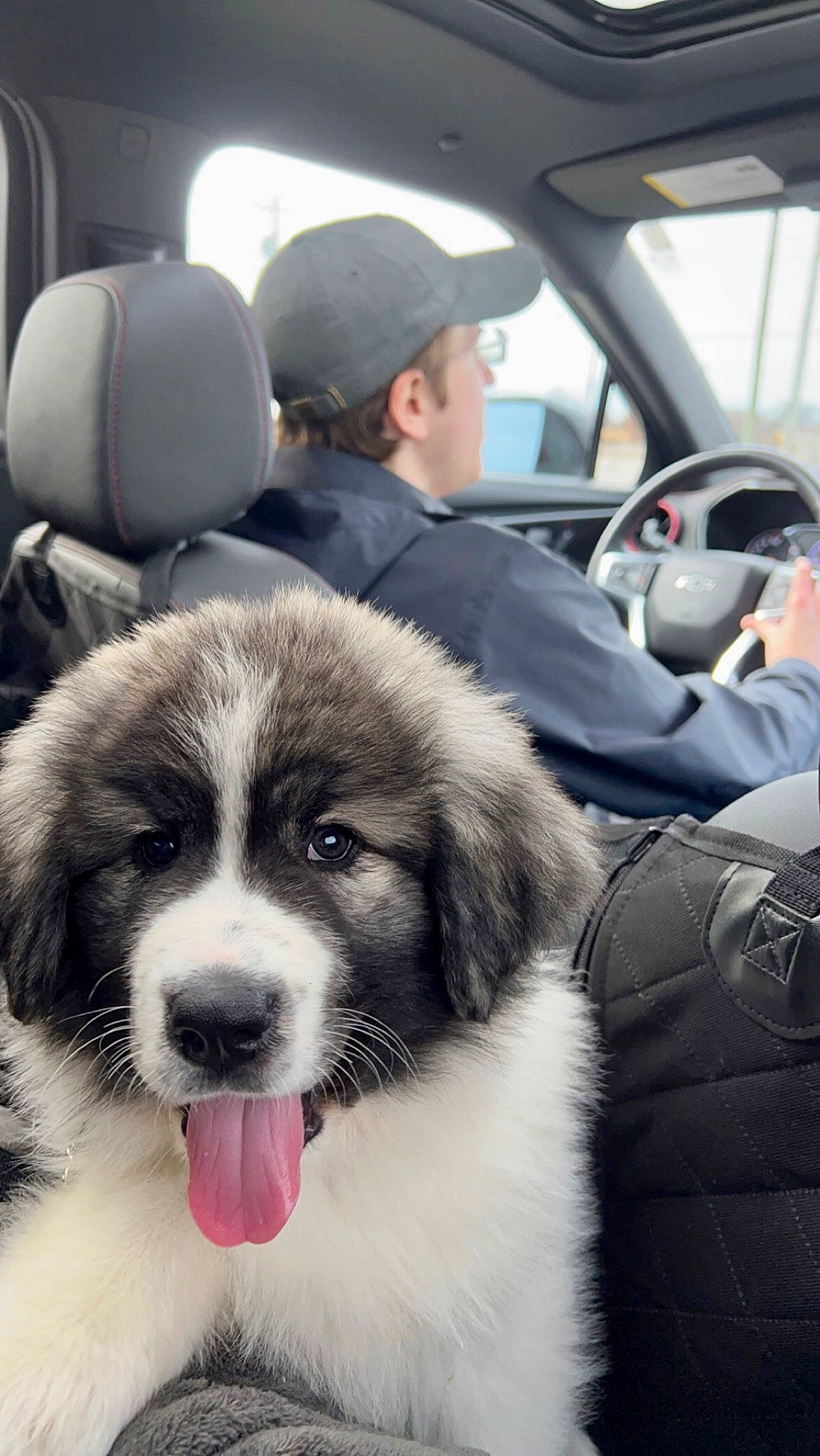 Denali joined the competition — help win amazing prizes! auto_part, automotive_design, automotive_exterior, car, car_seat, car_seat_cover, carnivore, companion_dog, dog, dog_breed, family_car, fur, happy, head_restraint, motor_vehicle, personal_luxury_car, plant, snout, steering_wheel, vehicle