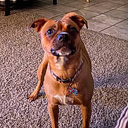 Dixie joined the competition — help win amazing prizes! dog, pet, brown_coat, collar, dog_tag, carpet, indoor, living_room, tile_floor, furniture, shelf, chair, standing, paws, portrait, looking_up, attentive, ears_up, cute, domestic_animal